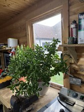 Large Money Plant Excellent Plant 26” high circumference approx 60”