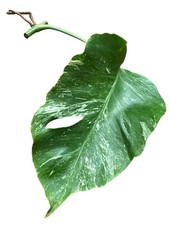 Monstera Albo Variegated Exact Plant Pictured Cutting Unrooted
