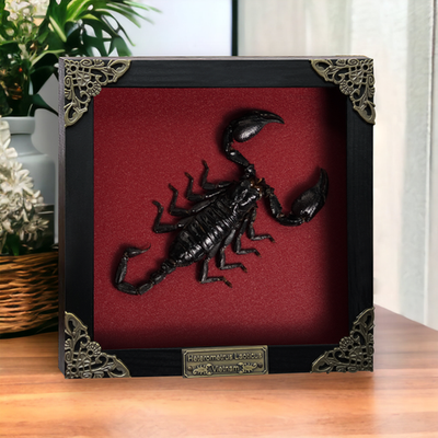 #ad Real Scorpion Taxidermy Framed Art Burgundy Curiosity Cabinet Specimen Decor $27.00
