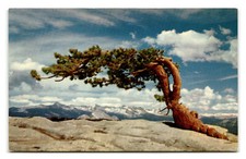 Postcard - Jeffrey Pine, Sentinel Dome, Yosemite National Park - Unposted
