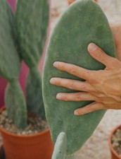 Pianta Di Fico D'india Senza Spine . Numero 10 pale Talee Di Grandi Dimensioni