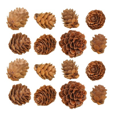  100 Pcs Kiefernblumendekorationen Mini Pine Cones Schmuck Für Baum
