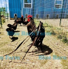 6 Black X Rec White PHOENIX Chicken Hatching Eggs. Rare, Long-Tail Project Breed