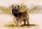 Cairn Terrier Signed Art Print by Uk Artist Cah Marshall*