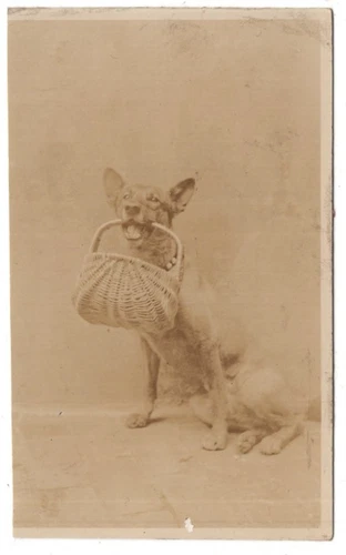 CDV Photo Dog With Basket In Mouth