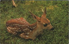 Mule Deer Fawn Canadian Rockies Postcard Traveltime Grant-Mann Vancouver 1960s