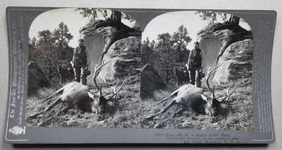 STEREOSKOPIE: USA   Cowboy / Elchjagd / Elk Hunt, Montana 1908 STEREO-FOTOGRAFIE