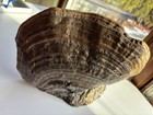 Tree Conk Shelf Art Fungus Hand Painted Eagles B Wilson — photo 3