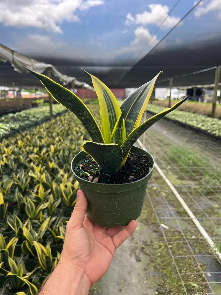 Golden Flame Sansevieria | LIVE Indoor & Outdoor House plant in a 6" Pot - Image 2 of 4