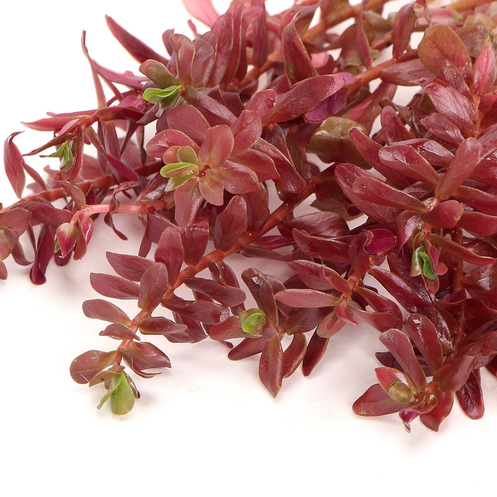 Rotala Macrandra Mini Red Live Aquarium Plants Tropical Aquascaping K2AQUA