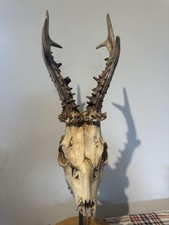 Large Roe Deer Skull And Antlers