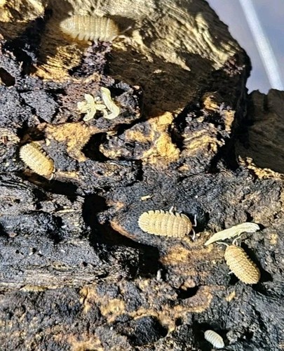 10+ Pineapple Spiky Isopods – Rare Spiky Morph – Live Bioactive Clean-Up Crew