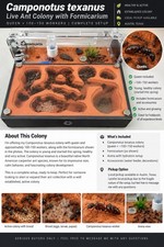 Camponotus texanus Ant Colony Queen 100 150 Workers Formicarium Included