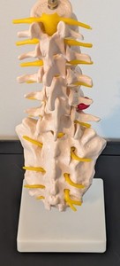 Human Spine Anatomy Model - 1:1 Life Size Lumbar Vertebrae Sacrum Coccyx & Nerve