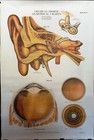 Max Brodel Collection American Frohse Antique Anatomical illustrations — photo 3
