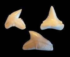 'Big 3' Shark Tooth Lot; Modern Great White, Tiger And Bull Shark (U.S. Only)