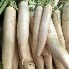 Daikon Radish, Deer Food Plot, Extremely Large Radish, Japanese Horseradish