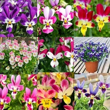 NEW! VIOLA Floral Power Mixed 20 Seeds Amazing Beautiful Flowers!!!