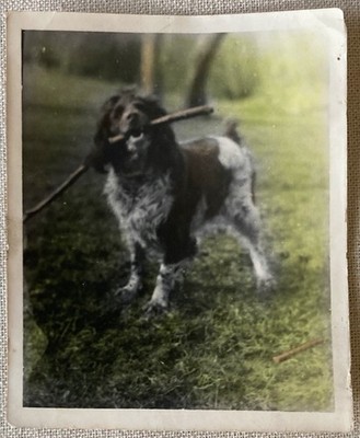 Vtg Photo Cute Dog With Stick In Grass B & W W/ YellowGreen Color accent 5'' x 4''