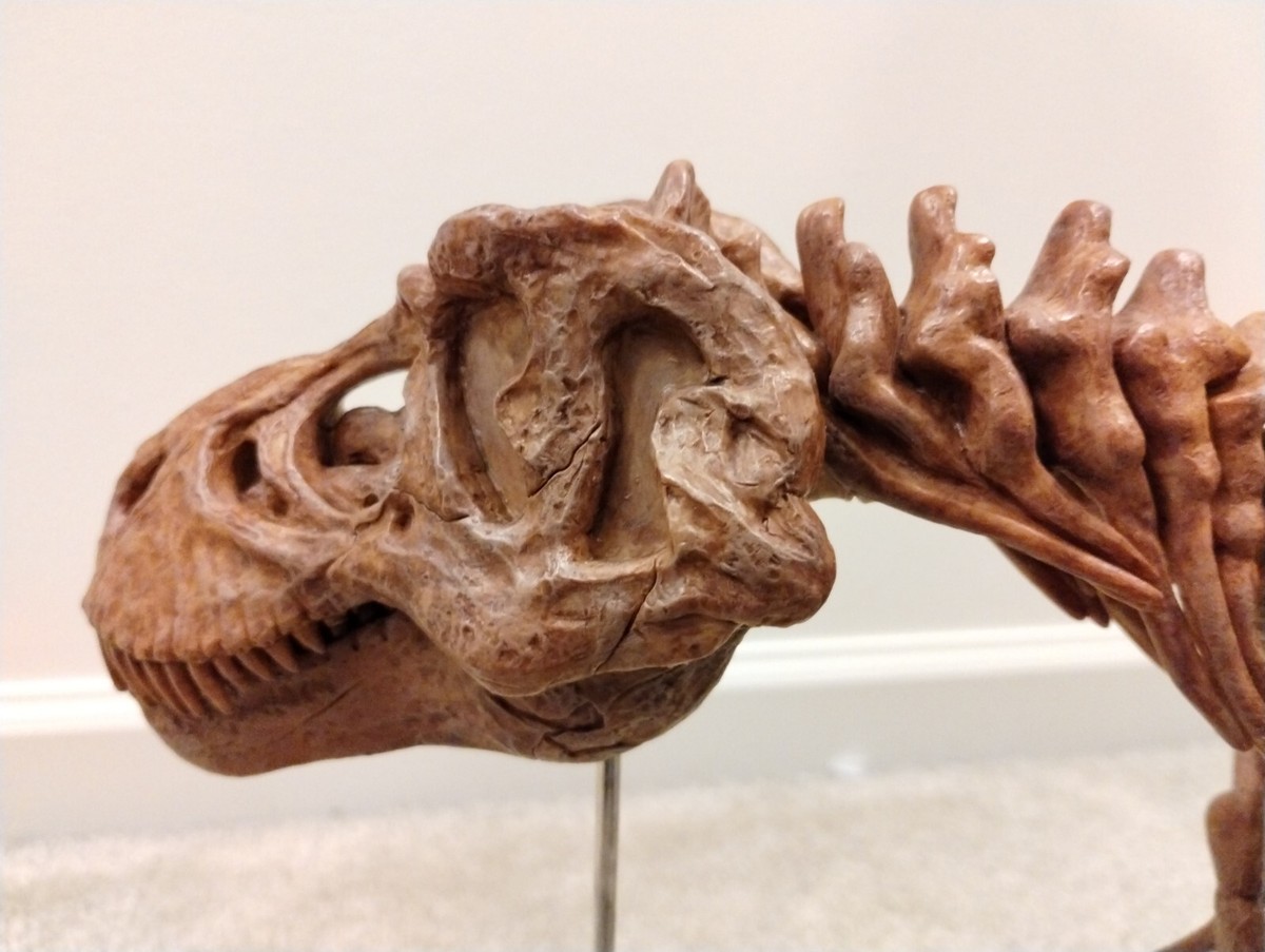 T Rex Skeleton Dinosaur GeoSafari Excavation Dig Kit 3' Long