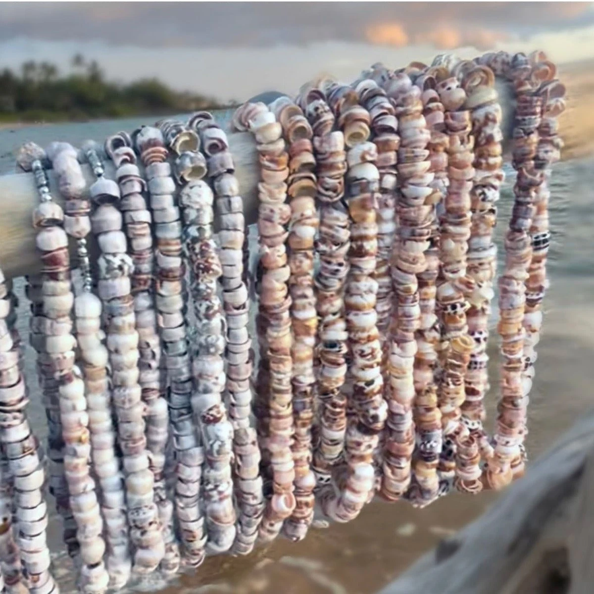 da Hawaiian Store Natural Cone Puka Shell Choker Necklace Choose size and shade