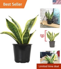 Sansevieria Trifasciata Superba: Hardy 24-Inch Potted Plant, Ideal for Any Space