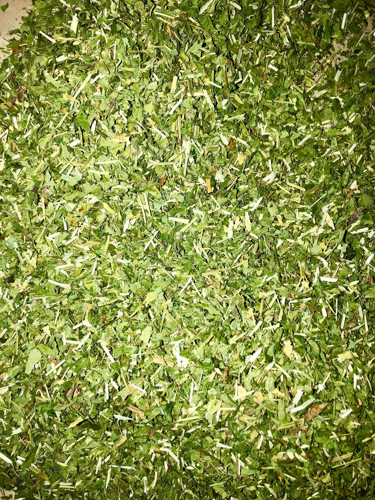 Quality Mad Dog Weed Blue Skullcap Leaf (Certified Organic) eBay