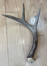 Big Dog Antler Chews - Whitetail Deer Antler Dog Chew, 12 Inches long