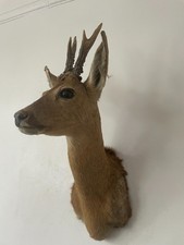 Beautiful Roe Deer Head with antlers wall mount  taxidermy An2