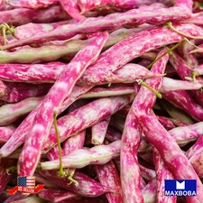 Bean Seeds - Dwarf Horticulture Taylor Non-GMO Heirloom Vegetable Garden