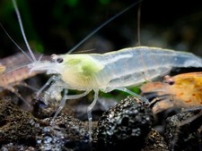 Creamsicle Amano Shrimp Combo Pack Caridina multidentata Sun Orange / Snow 