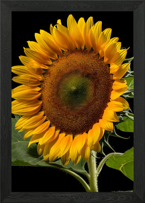 Sonnenblume Schönheit Nahaufnahme Gerahmtes Wandbild Poster Leinwanddruck Bild