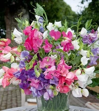 Sweet Pea Seeds - Bijou Mix - 50 Seeds, Non-GMO