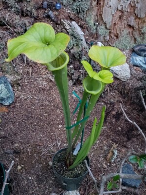 Sarracenia Doreens Colossus x Flava 'Widemouth' Carnivorous Plant 25 SEED  Cross | eBay