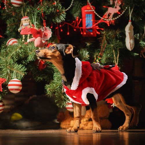 Pet Dog Warm Fleece Vest Puppy Shirt Sweater Winter Shoes Clothes Xmas Costume - Picture 11 of 12