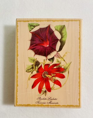 BOTANICAL FLOWERS 2000 Cynthia Hart morning glory acacia bloom limbata tasconia