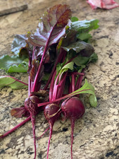 12 MULTI SEED plug plant MICROGREENS ‘BULLS BLOOD’ BEET LEAF SALAD VEG ALLOTMENT