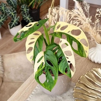 Monstera Adansonii Albo Variegated Rare Variegated Swiss Cheese Plant Exotic