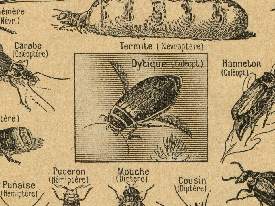 Vintage Insect French Illustration Poster – Entomology Print Art – Anthropods - Image 4 of 4