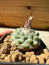 Strombocactus disciformis, Own Root, 2.5 cm, 4.5 cm Pot,Not Copiapoa, Ariocarpus