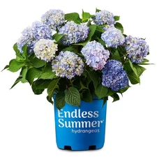 1 Gal. the Original Reblooming Hydrangea Flowering Shrub with Pink or Blue Flowe