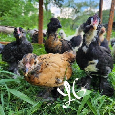 6+ Fertile Hatching Eggs - BARNYARD MIX - Silkie Svart Hona Mille Fleur Chicken