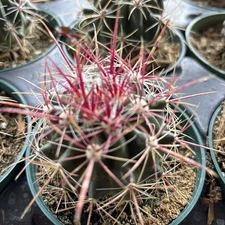 Ferocactus pilosus Red Spine Barrel Cactus Stainesii 