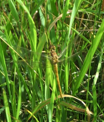 Foto 6x4 Libelle auf Grasstängeln Besenflotte gut getarntes Exemplar b c2015