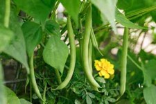 Slenderette Bush Green Bean Seeds, Stringless, NON-GMO, FREE SHIPPING