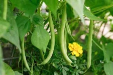Slenderette Bush Green Bean Seeds, Stringless, NON-GMO, FREE SHIPPING