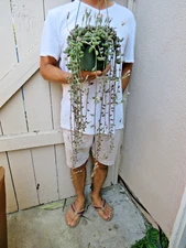 String of Watermelon Curio hurreanus Succulent