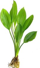 Plants Easy Green Live Aquarium Plants for Aquatic Freshwater Fish Tank