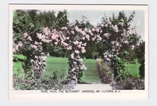 RPPC Real Photo Postcard Canada British Columbia Victoria Butchart Gardens Rose