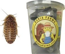 100 Medium Live Dubia Roaches in Container for Bearded Dragons Turtles Lizards